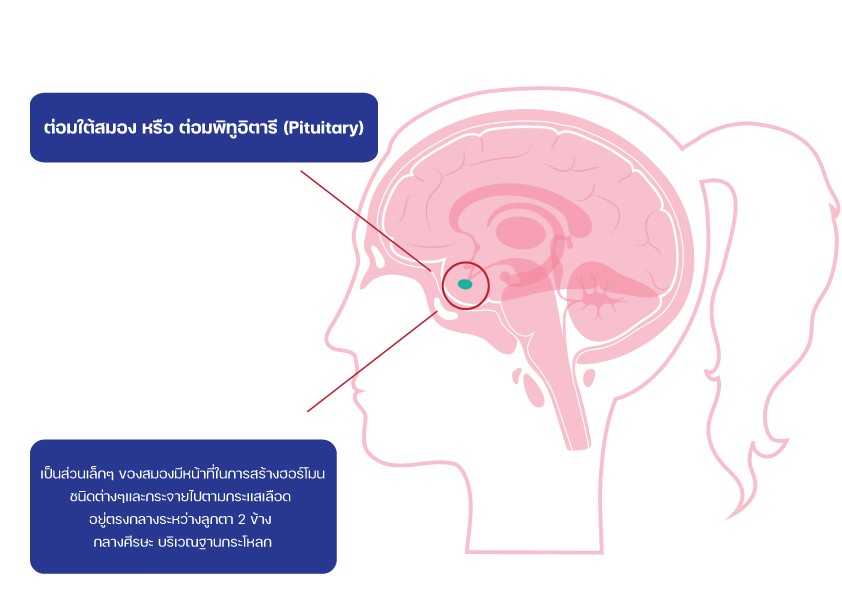 ต่อมใต้สมอง